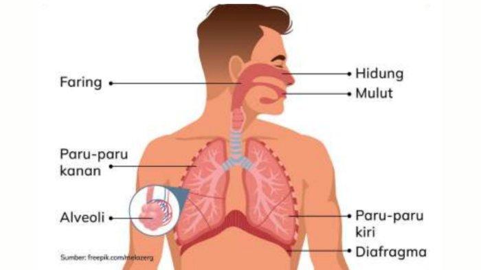Persiapan Maksimal Menghadapi Tryout Online IPA Organ Tubuh Persiapan Maksimal Menghadapi Tryout Online IPA Organ Tubuh
